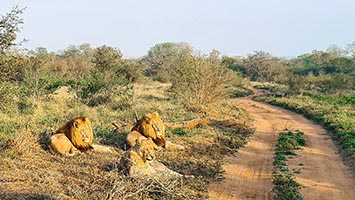 Leoni all'Hlane RNP